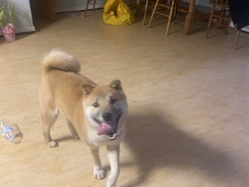 Shiba Inu – se llama junior – Pennsauken