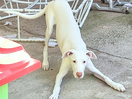 All - Loki available for adoption in Lleida