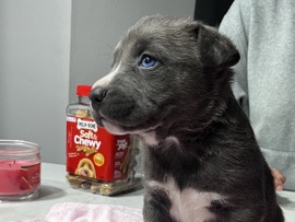 pitbul mixed with husky – Norwalk