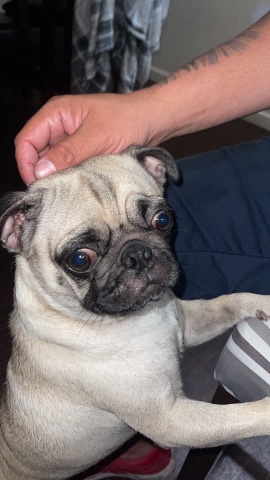 Pug – pug