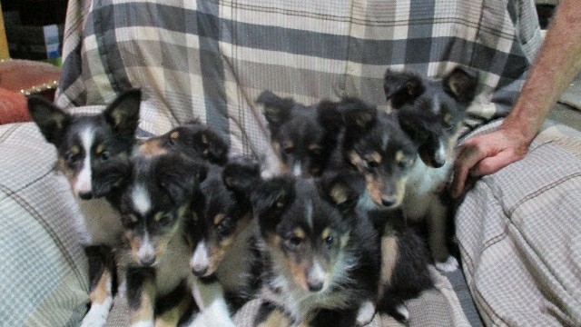 Shetland Sheepdog – Shetland Sheepdog Puppies
