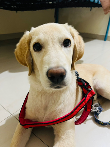 Labrador Retriever – 5 month labrador female puppy
