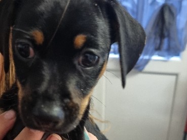 Dachshund – miniature dashound/jacawa