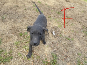 American Pit Bull Terrier – pit bulls – Lexington