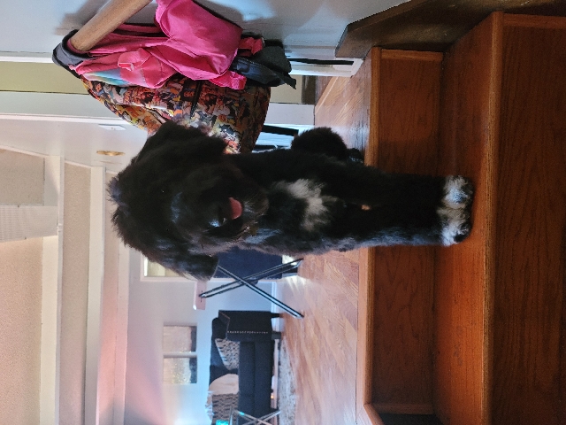 Australian Shepherd – Aussiedoodle
