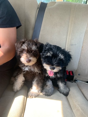 Miniature Schnauzer – Miniature schnauzer