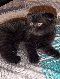 Scottish Fold – Scottish fold kitten for sale – Dubai