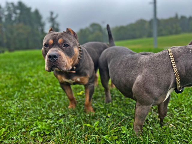 American Bulldog – American bully puppies