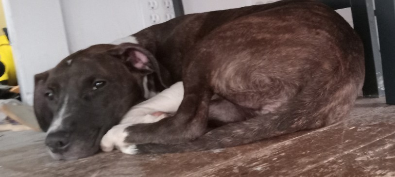 4-7 month old puppy for sale