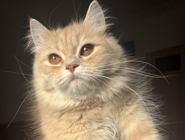 Persian (Modern) – Beautiful 8-Month-Old Modern Persian Cat in Al Khobar – الخبر