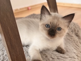 Siamese – Siam kitten – Baunatal