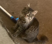 Asian Semi-longhair – Fluffy cat