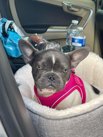 Bulldog – Buldog francez