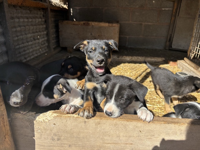 Mixed Breed – 6 collie cross kelpie pups – Ruthin