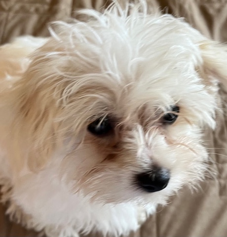 Yorkshire Terrier – Bichon Yorkie Puppy