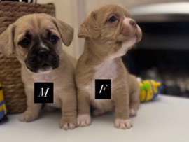Mixed Breed - Beautiful French Bulldog x Shih Tzu Pups  available for adoption in Liverpool