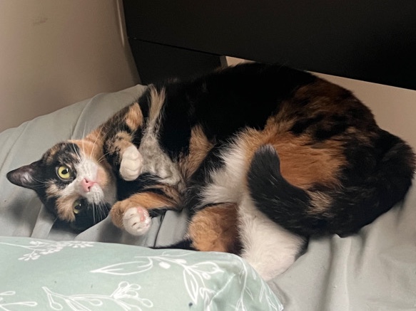 mitsi the cat, rehome