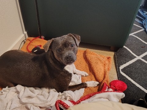 Puggle – selling puggle – San Diego