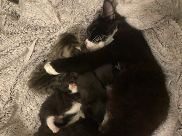 Turkish angora kittens