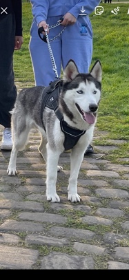 Siberian Husky – To Sell