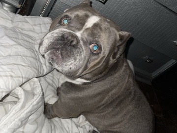 American Bulldog – American bully – Hempstead