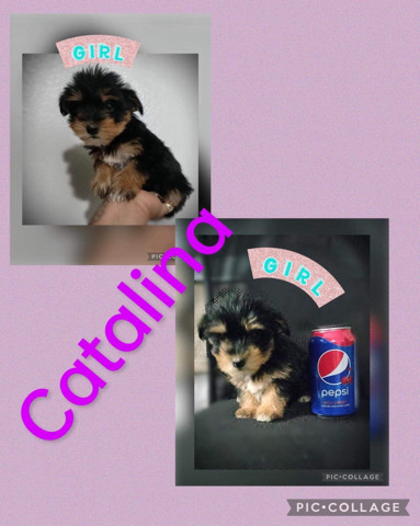 Yorkshire Terrier – Yorkie pups