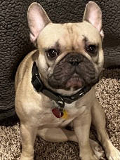 Frenchie