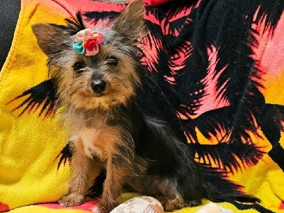 Yorkshire Terrier – female teacup yorkie yorkshire terrier – Paragould