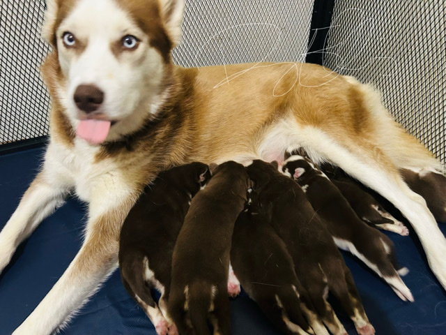 Siberian Husky – Puppies – Donalsonville