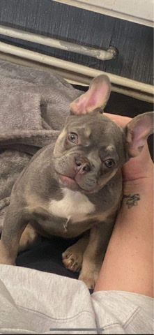 French Bulldog – female french bulldog