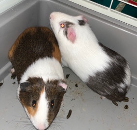 Bonded Guinea Pigs