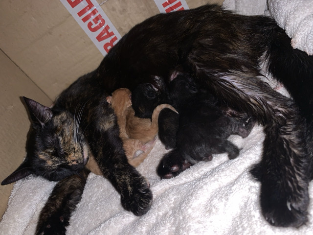 British Shorthair – kittens for sale – Bournemouth