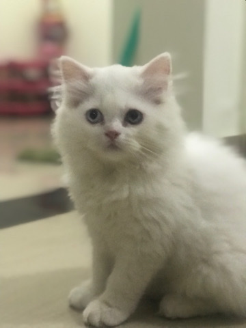 Persian (Traditional) – persian kitten