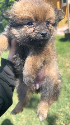 Pomeranian – Pomeranian puppy rehoming – Beaumont