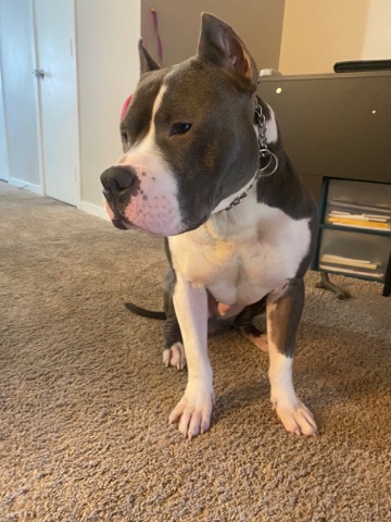 American Bully