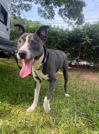 American Pit Bull Terrier – Ace! ♦️ Pit Lab mix