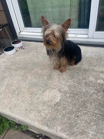 Yorkshire Terrier – Rehome Gizmo