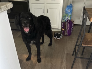 Flat-Coated Retriever - Black Flat-coated Retriever available for adoption in Norcross