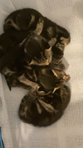 Bengal – Bengal cross kittens ( ready to go)