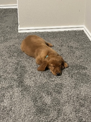 Golden Retriever - Nala Needs a New Home! available for adoption in Dallas