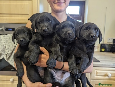 Labrador Retriever – Black lab puppies for sale – St. Augustine