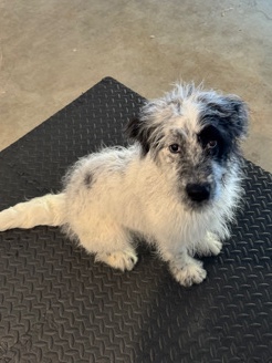 Australian Shepherd – Aussiedoodle