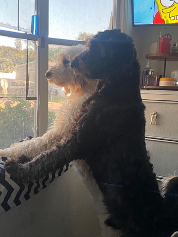 golden doodle dogs
