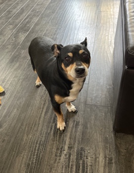 Rat Terrier – Rat terrier mix