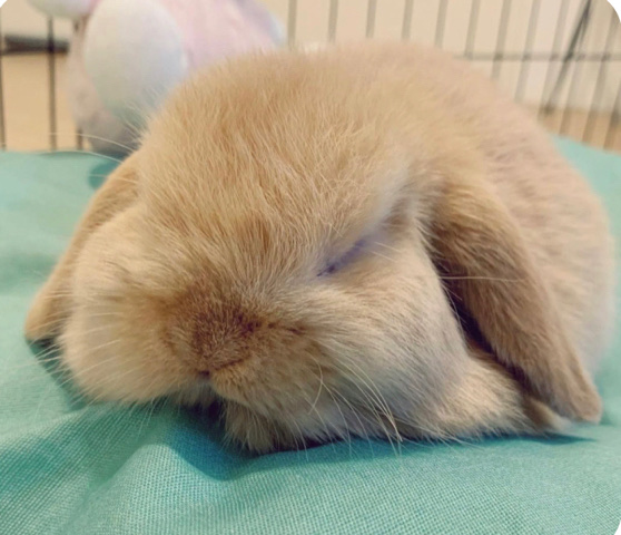 Holland Lop – rehome my Leo