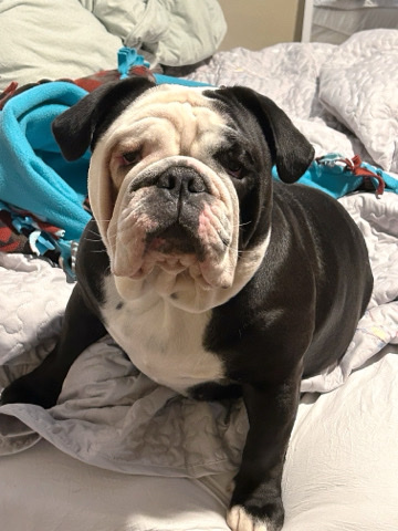 Olde English Bulldogge – 2 Year Old female English Bull Dog