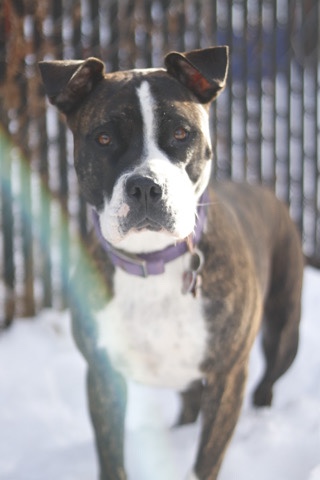American Pit Bull Terrier – Koda