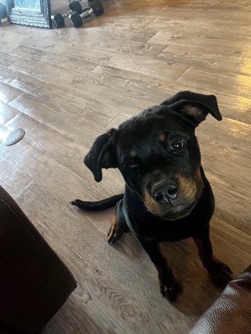 Rottweiler – Dog for sale!