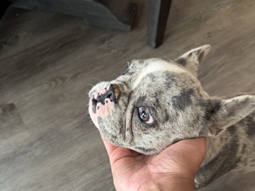 French Bulldog – FRENCHIE FEMALE – Flowery Branch