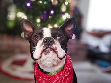 Great temperament Boston terrier STUD 